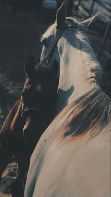 In love | Pictures with horses, Horse aesthetic, Horse love