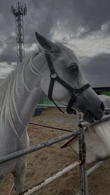 تصوير ، حصان | Фотографии лошадей, Лошади, Фото с лошадьми
