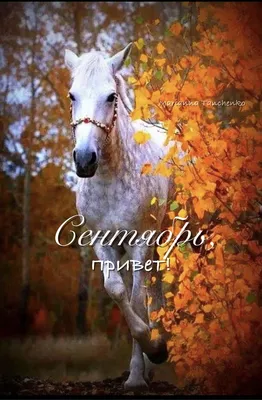 Пин от пользователя Taisija 🇷🇺 на доске красивые фото | Осенние картинки,  Фотографии лошадей, Веселые картинки