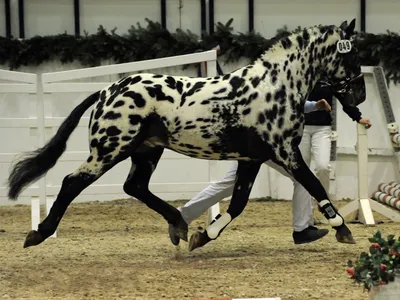 Редкие масти лошадей - красивые фото