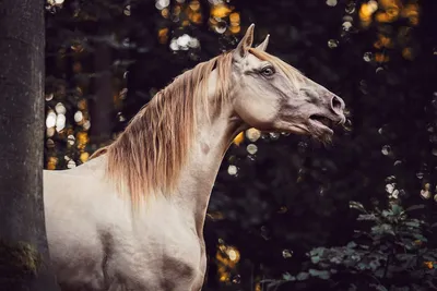 Эстетичные лошади - красивые фото