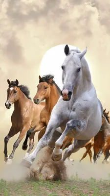 Картинки с лошадьми на телефон - скачать бесплатно