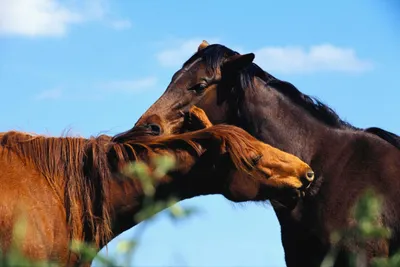 Пара лошадей - красивые фото