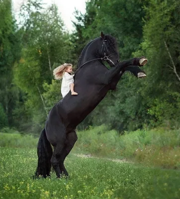 Equestrian | Beautiful horses, Horses, Most beautiful horses