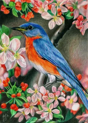 Рисунок цветными карандашами: «Птица в цветах» Фотобумага А4, цветные  карандаши MARCO Raffine. | Изображение животного, Рисунки цветными  карандашами, Рисунки