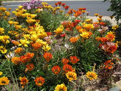 Газания, красивый летний цветок, заходящий в мой сад Стоковое Изображение -  изображение насчитывающей славно, день: 230679359