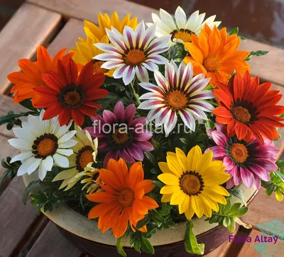 Газания New Day | Flora Altay