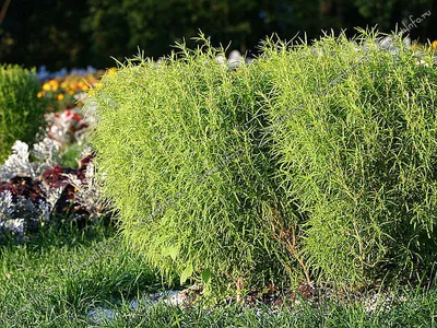 Кохия веничная - Кохия - Травянистые растения для открытого грунта -  GreenInfo.ru