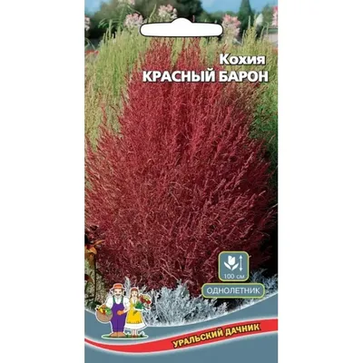 Кохия Султан - купить с доставкой почтой, оптом и в розницу, цены, фото -  интернет-магазин Dolinasad.by