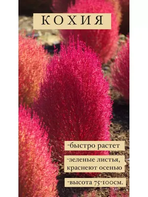Цветок кохия картинки 83 фото