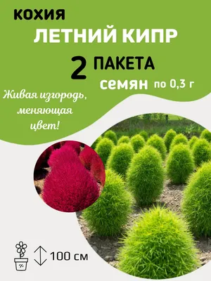 Семена цветов Кохия \"Султан\", 0,2 г (7643485) - Купить по цене от 17.80  руб. | Интернет магазин SIMA-LAND.RU