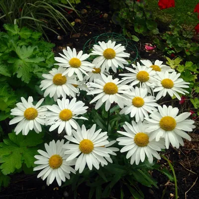 Leucanthemum 'Paladin' - нивяник 'Paladin' - питомник растений  Санкт-Петербург