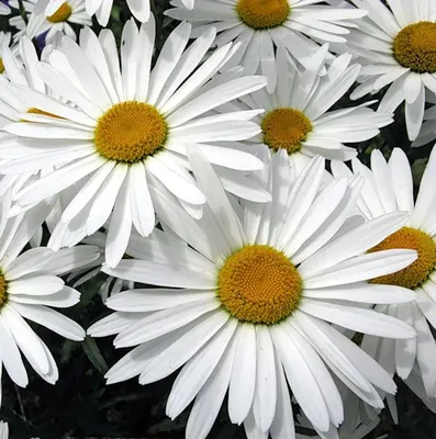 Нивяник обыкновенный (Leucanthemum Vulgare)