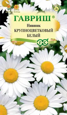 Скромное очарование нивяника: сорта, посадка и уход | В цветнике (Огород.ru)