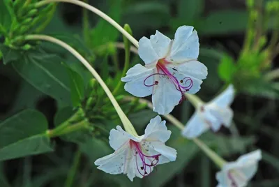 Мирабилис (ялапа, ночная красавица). Цветок сказочный, но если надумаете  сажать возле многоквартирки, сначала обговорите это с соседями | Культурная  флора | Дзен