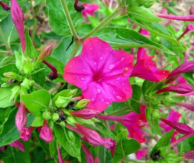 Мирабилис ялапа, или ночная красавица - «Днём неприметный куст, а вечером  раскрывается яркими красками и приятно благоухает. Очень неприхотливый  цветок! » | отзывы