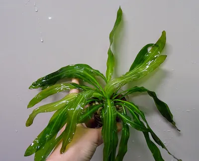 Совместимые растения для Эхинодорус \"Весёлая семейка\" (зелёный) в  интернет-магазине Aqua-Shop