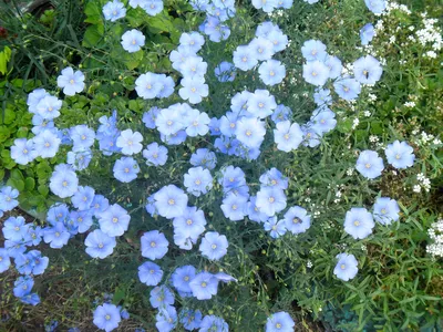 Дикий лен цветущий в лугу стоковое фото. изображение насчитывающей расти -  192443330