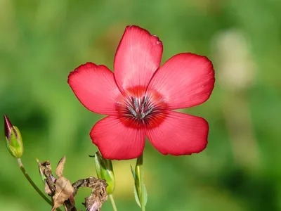 Лён золотистый (Linum Flavum)