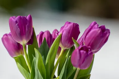 открытки 8 марта цветы красиво | Цветочное искусство, Винтаж открытки,  Почтовые открытки