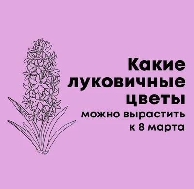 Заказать Цветы в корзине на 8 марта в Киеве