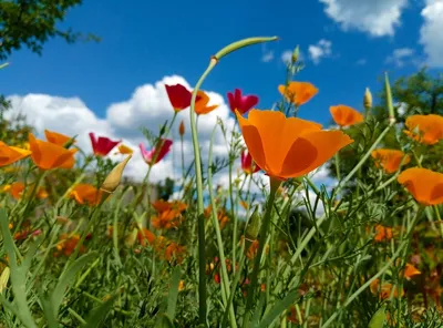 Эшшольция, калифорнийский мак — выращивание, фото цветка | Любимые цветы