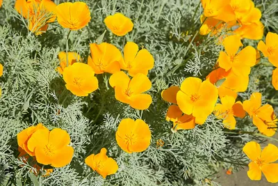 Эшшольция калифорнийская (около 100 семян).