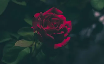 Язык цветов. О чём может сказать роза. | Flowers Valley