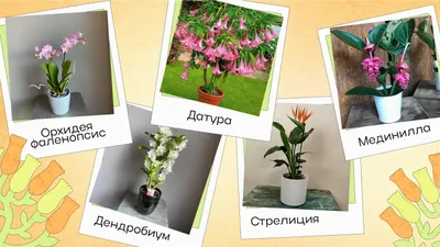 Язык цветов — Википедия