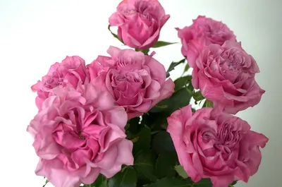 75 красных роз по цене 19375 ₽ - купить в RoseMarkt с доставкой по  Санкт-Петербургу