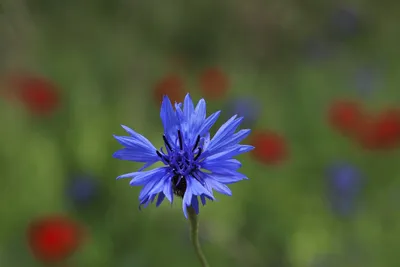 Ромашка - значение и символизм цветка, 5 фактов о ромашке