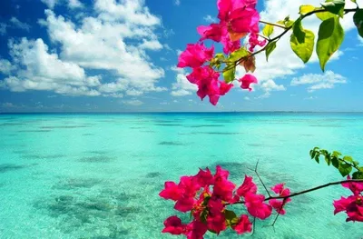 Красивые цветы и море (67 фото) - 67 фото