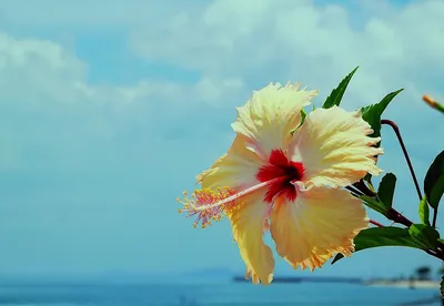 Картинки море цветок (70 фото) » Картинки и статусы про окружающий мир  вокруг