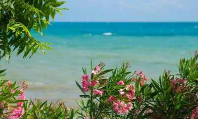 Море Цветы Пейзаж - Бесплатное фото на Pixabay - Pixabay