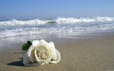 Море цветов - 80 фото