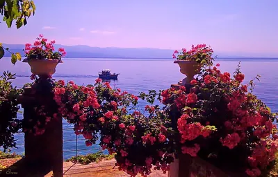 Цветы и море - 135 фото