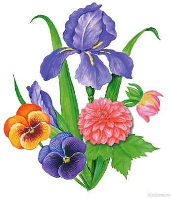 Полевые цветы – раскраски для детей | Раскраски, Детские раскраски, Рисунки  роз