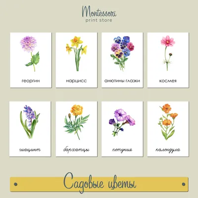 Садовые цветы - трехчастные карточки Монтессори купить и скачать