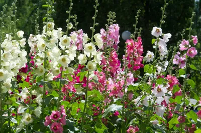 15 многолетников, которые цветут все лето | В цветнике (Огород.ru)