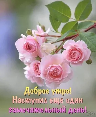 Купить \"Доброе утро\" Цветы с днем рождения в Москве по 7250 ₽ арт – 14341