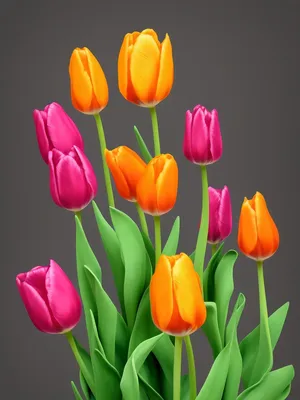 Цветы тюльпаны картинки фотографии