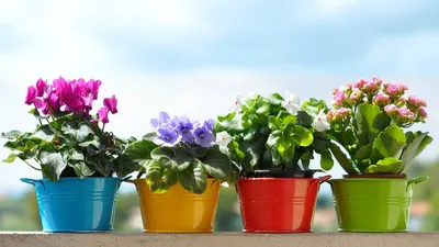 Цветы в горшках – неожиданный подарок к 8 Марта - Flowers.ua