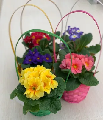 8 Марта близко, лучшие Комнатные цветы в Горшках, по моему мнению, которые  стоит подарить своим Близким и Любимым! | Александра Шишаева | Дзен