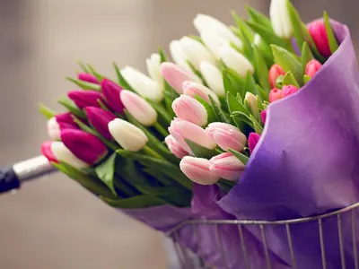 Цветы в горшках к 5-8Марта, цена Договорная купить в Гомеле на Куфаре -  Объявление №222467306