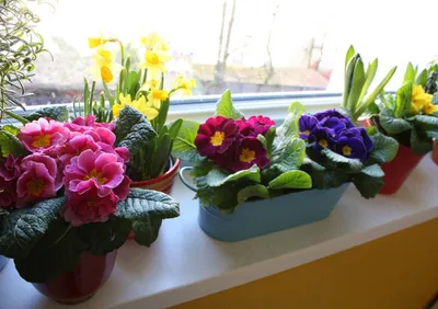 Заказать Цветы в корзине на 8 марта в Киеве