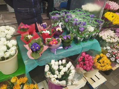 ТОП 10 цветов в подарок к 8 Марта - Авторские статьи - Лепесток -  Любительское цветоводство