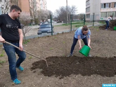 Как посадить однолетники в вашем саду — Soncesad Как посадить однолетники в  вашем саду — Soncesad