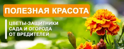 Розы под балконом: с какими трудностями сталкиваются цветоводы при  благоустройстве палисадников у многоэтажек?: Общество: Облгазета