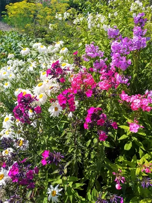 Летние цветы в саду - 73 фото