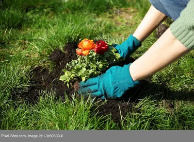 Ядовитые цветы, фото — Ядовитые растения в саду, огороде и на даче, советы  — какие цветы ядовиты | Houzz Россия
